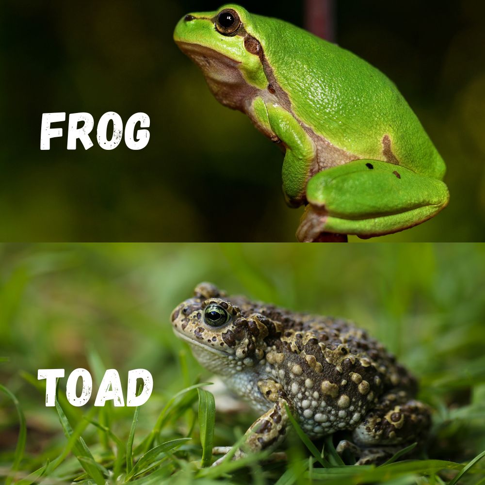 What is the difference between a frog and a toad? All the differences are here