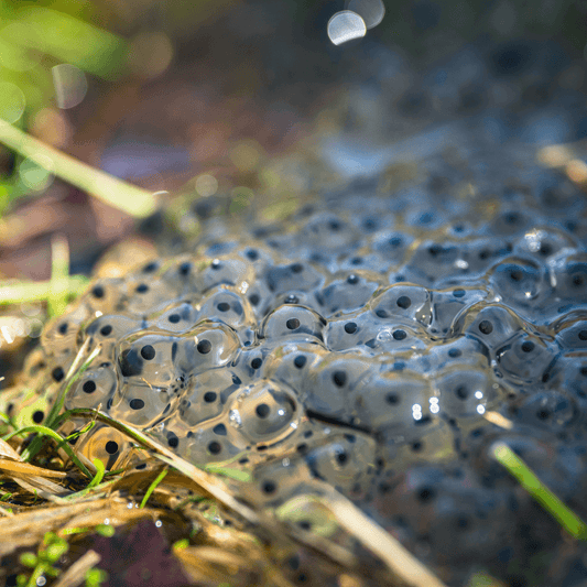 Frog Eggs: Everything You Need To Know