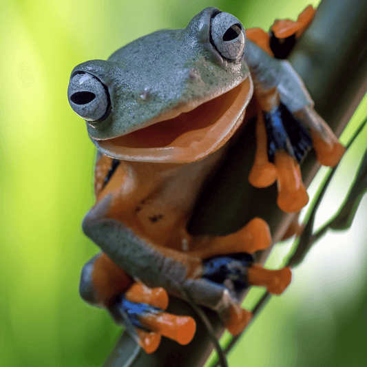 90 Frog Puns That Will Have You Jumping with Joy!