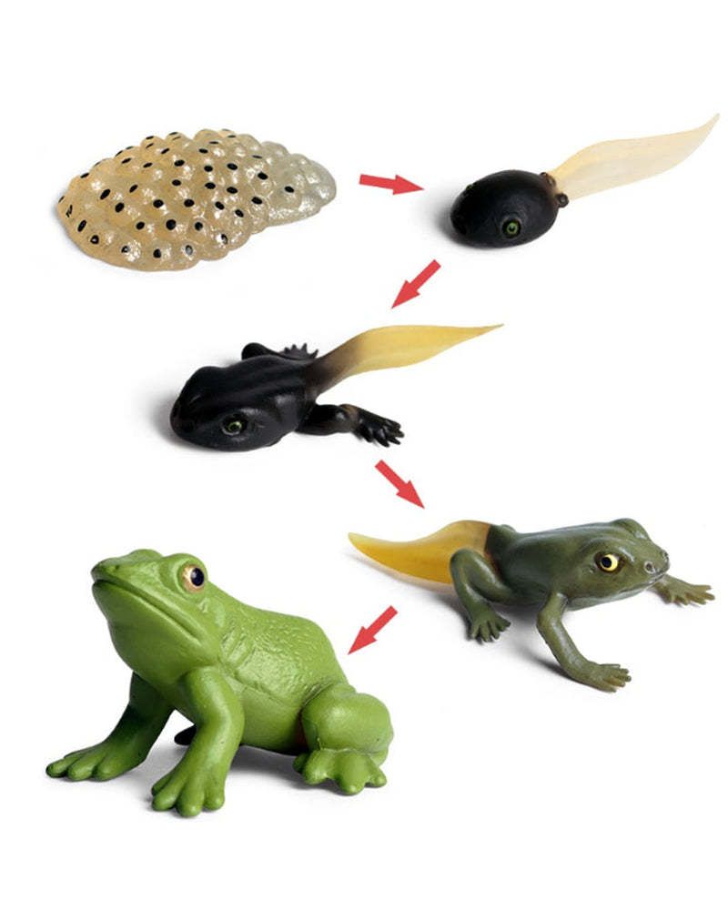 Frog Life cycle Simulation Model Toy